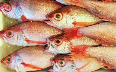 干さない干物極上のどぐろ Eセット 魚介類 魚貝類 干物 干もの 一夜干し 御中元 御歳暮 ギフト 新鮮 厳選 海鮮 個包装 【097_0735】