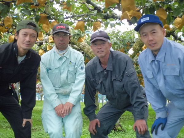 浜田市旭町産赤梨 3.5kg（新興）4～7玉＜11月上旬から発送開始＞ 梨 新興 ナシ 和梨 果物 フルーツ くだもの 【002_1962】