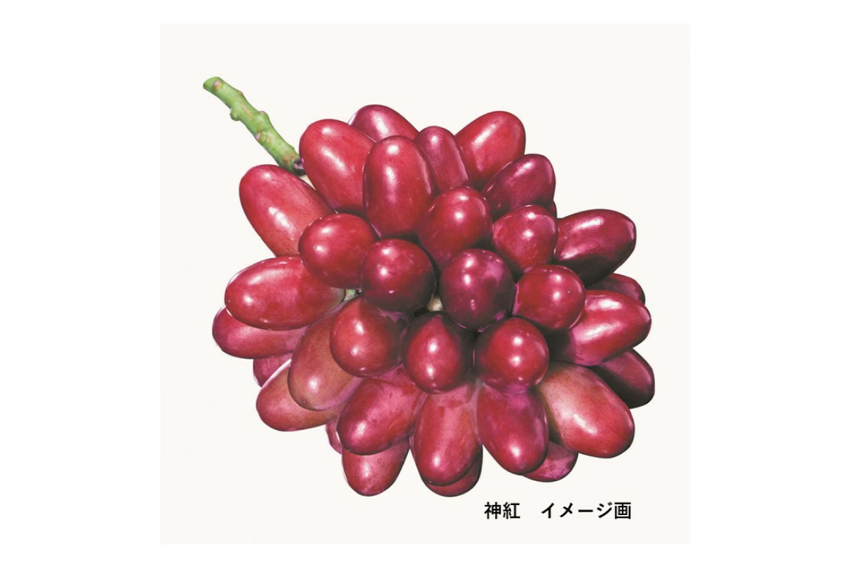 島根はまだの神紅ジャム 木箱入り ジャム フルーツジャム 神紅 ぶどう ブドウ ぶどうジャム 贈り物 贈答品 【032_2106】