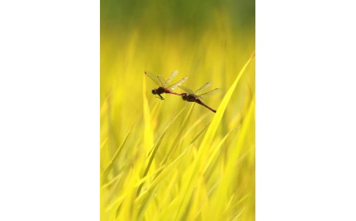 【令和6年産】浜田・旭のうまいもん「坂本」（きぬむすめ）5kg×2袋＜10月21日から発送＞ 【118_1166】