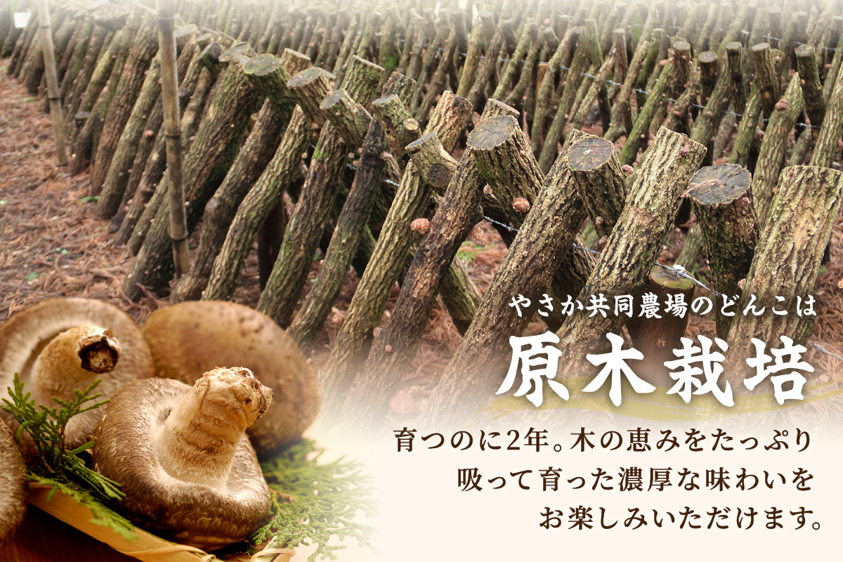 自然豊かな浜田市弥栄町で原木栽培した「干し椎茸どんこセット」 きのこ 椎茸 どんこ 干ししいたけ 【041_1198】
