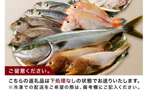 この男に任せてみませんか～浜田の旨い鮮魚直送便（下処理なし）～ 海鮮 鮮魚 詰め合わせ セット おまかせ 旬 直送便 人気 お取り寄せ【006_2048】