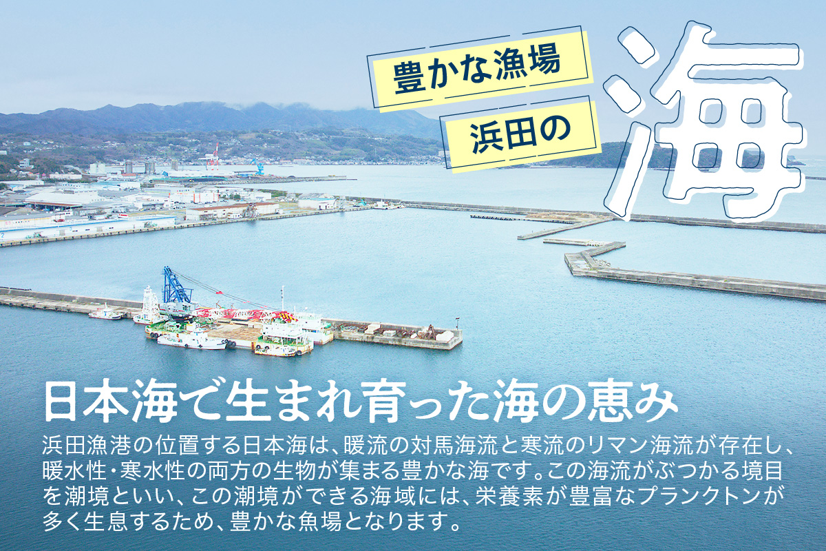 【定期便】どんちっち浜田【極み】鮮魚 2回コース～最高級この男シリーズ～ 海鮮 鮮魚 詰め合わせ セット【006_2051】