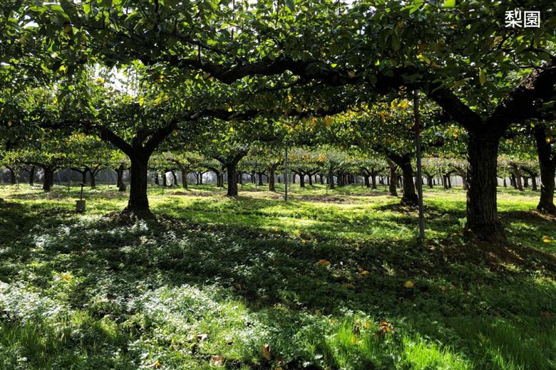 セミドライフルーツ　BillieAmber（ビリィアンバー）3種×各3袋 【211_0003】