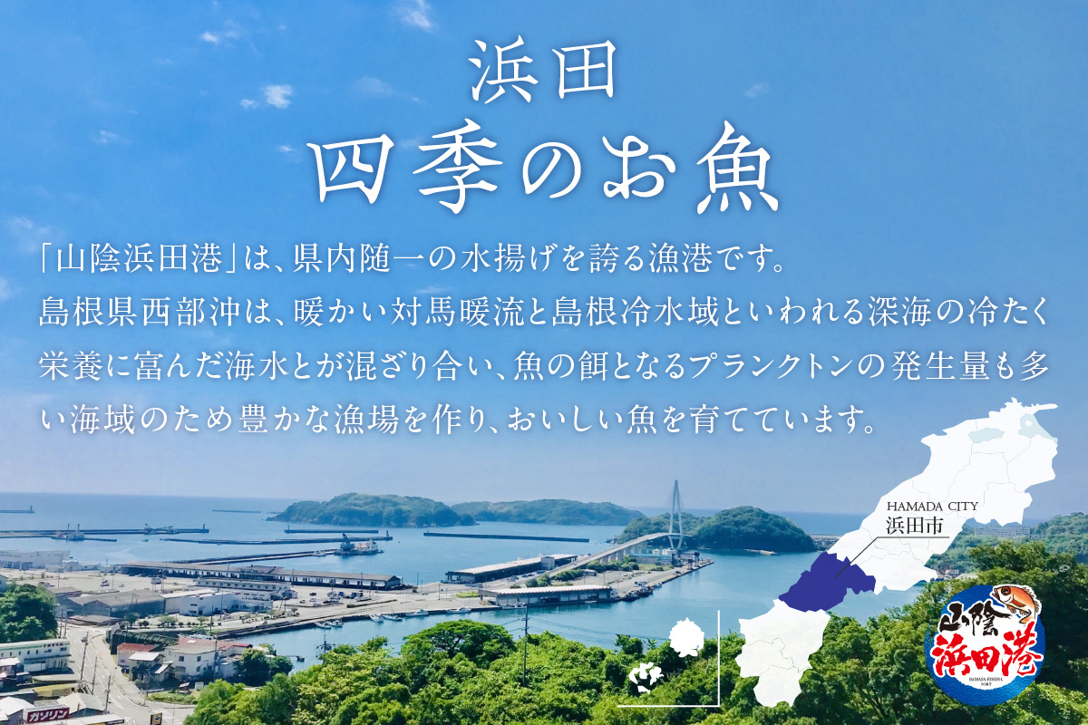 【定期便】季節の鮮魚セット年6回コース 定期便 6回 鮮魚 お任せ お取り寄せ 魚介 鮮魚 セット 下処理済み 【096_1695】