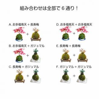 天然苔専門店 弥栄苔 選べる縁起物苔玉（2個セット） 観葉植物 こけ玉 長寿梅 南天 ガジュマル 盆栽 苔盆栽 天然 ハイゴケ 敬老の日 【155_1316】