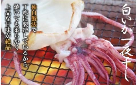 大きな「白いか一夜干し（4枚～5枚）」 白いか 一夜干し 干物 干もの 御中元 御歳暮 ギフト 新鮮 厳選 海鮮 セット 個包装 魚介類 【136_1998】