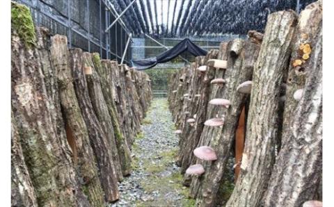 山陰浜田の特産「特選原木乾しいたけ」 椎茸 乾物 干し 乾燥しいたけ きのこ 原木栽培 原木椎茸 原木しいたけ 肉厚しいたけ 【010_1940】