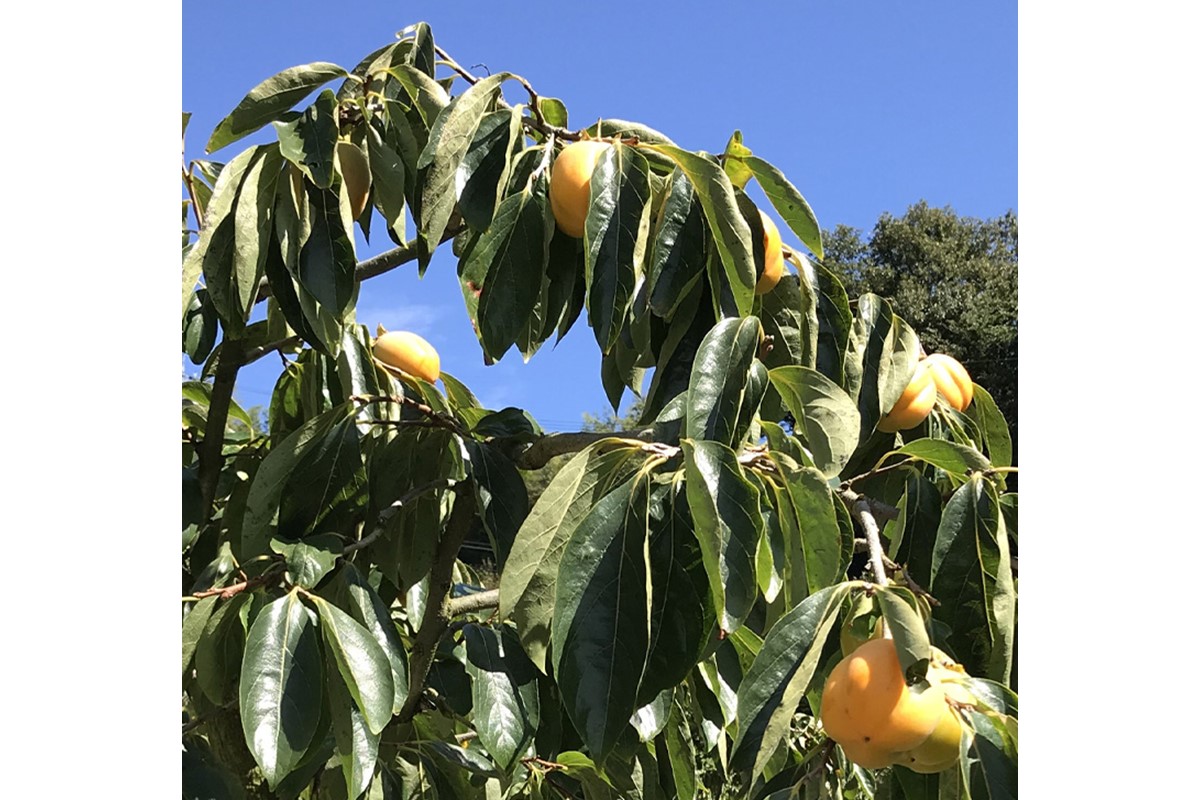 浜田自慢 訳あり 冷凍西条柿6個セット シャーベット 訳あり 西条柿 おやつ 島根県産 個包装 デザート【145_2077】