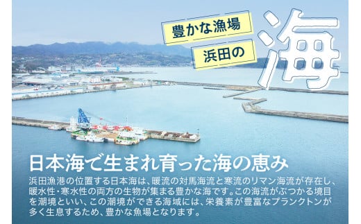 【定期便】どんちっち浜田【極上】の鮮魚 15回～最高級この男シリーズ～ 【006_2053】