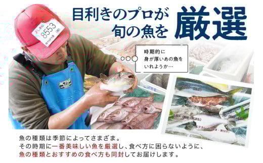 【定期便】どんちっち浜田【至高】の鮮魚 10回～最高級この男シリーズ～ 【006_2052】