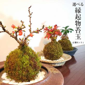天然苔専門店 弥栄苔 選べる縁起物苔玉（2個セット） 観葉植物 こけ玉 長寿梅 南天 ガジュマル 盆栽 苔盆栽 天然 ハイゴケ 敬老の日 【155_1316】