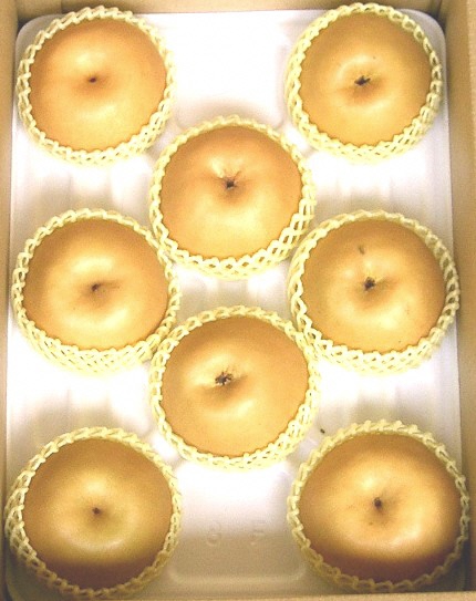 浜田市旭町産赤梨 3.5kg（新興）4～7玉＜11月上旬から発送開始＞ 梨 新興 ナシ 和梨 果物 フルーツ くだもの 【002_1962】