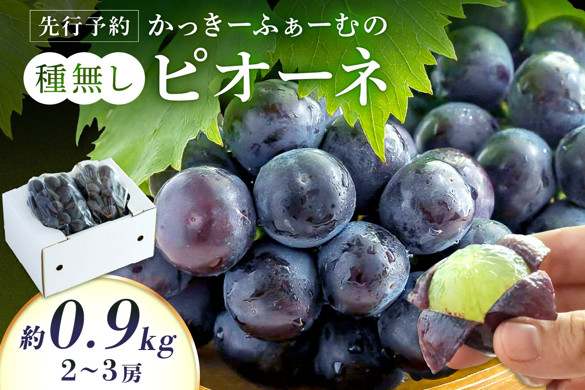 【先行予約】種無しピオーネ 約0.9kg 2～3房 《8月下旬頃から発送》果物 ピオーネ ぶどう 【183_1883】