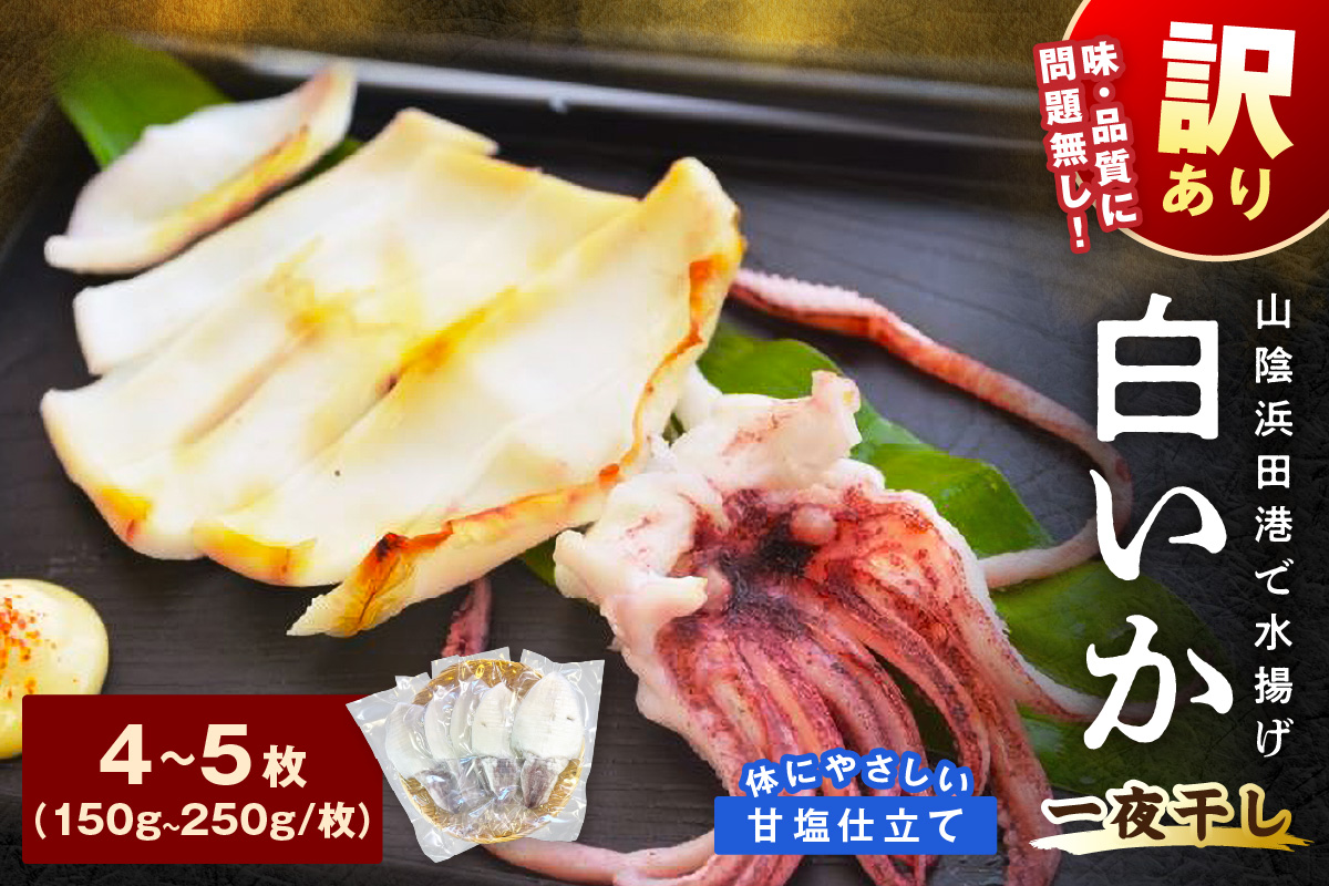 【訳アリ】白いか一夜干し （150g～250gｘ4～5枚） 訳アリ 小分け いか 白いか 個包装 一夜干し 産地直送 おつまみ 【136_2003】