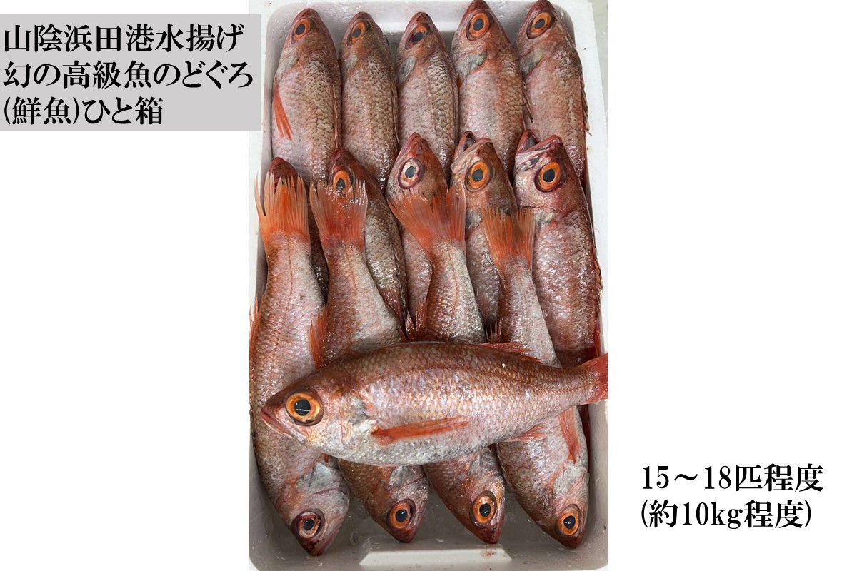山陰浜田港水揚げ 幻の高級魚のどぐろ（鮮魚）ひと箱 【006_2049】
