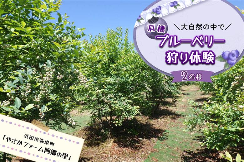 有機ブルーベリー狩り体験２名様（浜田市弥栄町「やさかファーム阿郷の里」） 【208_0002】