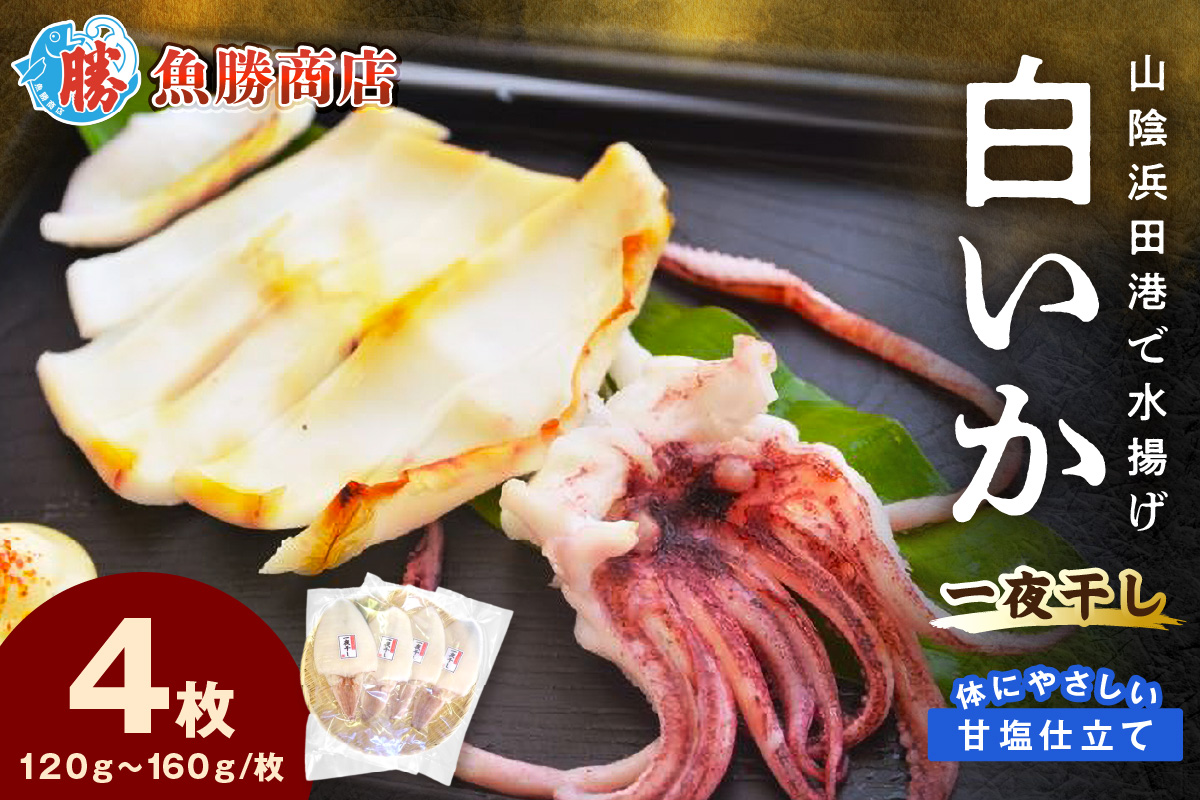【山陰浜田港・水揚げ】 白いか一夜干し（4枚） 魚介類 魚貝類 干物 干もの 一夜干し お中元 お歳暮 白いか 特産品 つまみ 加工品 【136_1996】