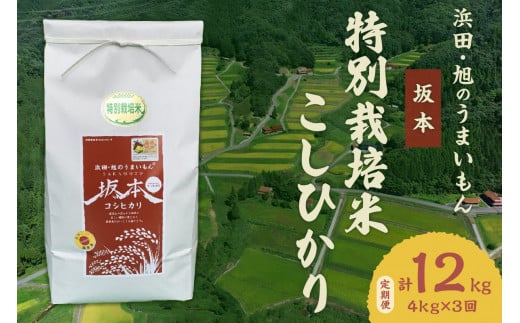 [定期便][令和6年産]浜田・旭のうまいもん「坂本」特別栽培米こしひかり 4kg×3回 [1020]