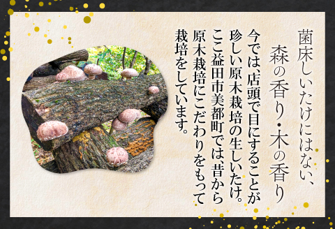 A-534 森の香り豊かな『美都の原木栽培生しいたけ』（700～800g）【先行予約 野菜 きのこ キノコ 椎茸 しいたけ シイタケ 生しいたけ 700～800g 15～20枚 原木栽培 期間限定 季節限定 早期予約 冷蔵】