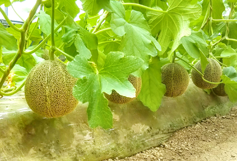 C-528 【先行予約】特選アムスメロン 5kg（4～5玉）糖度16度以上【特選 アムスメロン 5kg 4～5玉 糖度 16度以上 高糖度 季節限定 期間限定 果物 フルーツ お土産 プレゼント 贈り物 贈答 ギフト ご褒美 贅沢 メロン】