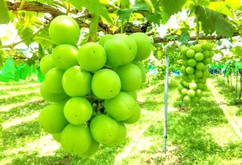 B-285 おいしいシャインマスカットと種なしピオーネ
