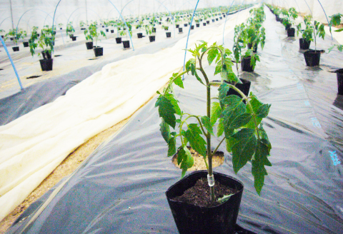 A-538 今が旬！新鮮野菜セット（8品目以上）【野菜 8品以上 旬の野菜 新鮮 お楽しみ 詰め合わせ セット 冷蔵】