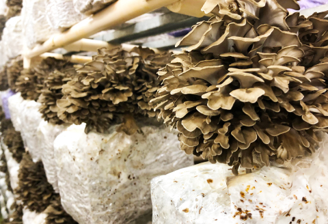 A-532 季の香 まいたけ（800g以上）【野菜 きのこ キノコ 舞茸 まいたけ マイタケ 800g以上 2株 低カロリー 健康 美容 冷蔵】