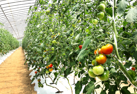 C-537 今が旬！新鮮野菜セット（3回コース）【定期便 定期 3回 野菜 12品以上 季節の野菜 旬 新鮮 おまかせ お楽しみ 詰め合わせ セット 冷蔵】