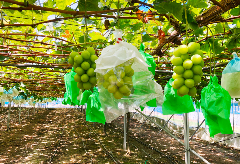 C-698 【先行予約】待ちきれない シャインマスカット （大粒）1房【ぶどう シャインマスカット しゃいんますかっと マスカット 1房 種無し たねなし 皮ごと 大粒 期間限定 季節限定】