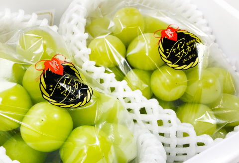 C-699 【先行予約】待ちきれない シャインマスカット 2房【シャインマスカット 先行予約 大粒 しゃいんますかっと マスカット ぶどう 2房 種無し たねなし 皮ごと 期間限定 季節限定】