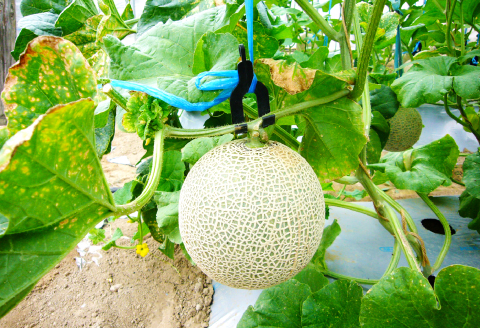 A-550 【先行予約】 特別大きな青肉アールスメロン 1玉（2kg以上）【メロン めろん 2026 青肉 先行予約 季節限定 果物 フルーツ メロン マスクメロン アールスメロン 特大 糖度14度以上 1玉 2kg以上】