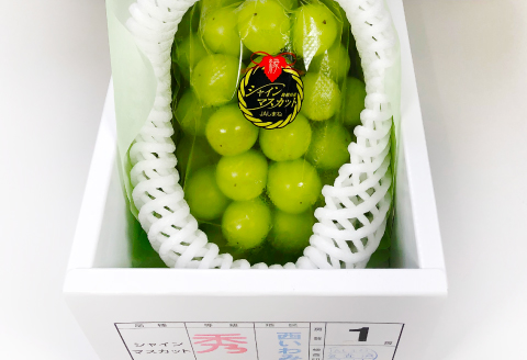B-541 【先行予約】大粒 シャインマスカット　1房【ぶどう シャインマスカット 1房 しゃいんますかっと 種なし たねなし 皮ごと 大粒 先行予約 期間限定 季節限定】