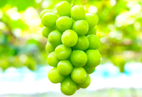 B-629 大粒大房 シャインマスカット 1房（700g程度）【シャインマスカット 大粒 ぶどう 2026 先行予約 ブドウ 葡萄 しゃいんますかっと マスカット 果物 くだもの フルーツ 大房 期間限定 季節限定 早期予約】