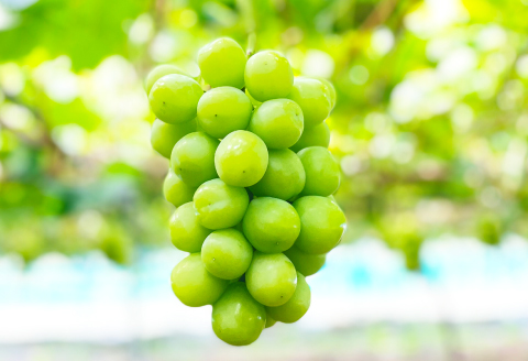 B-631 椋ぶどう園の大粒種なし シャインマスカット （600g程度×2房）【シャインマスカット 大粒 2026予約 先行予約 果物 くだもの フルーツ ブドウ ぶどう 葡萄 しゃいんますかっと マスカット 種なし 期間限定 季節限定 早期予約】