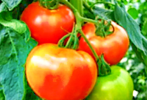 A-165 朝採り「真赤な益田SUNトマト」秀品20～24玉入【秋作】