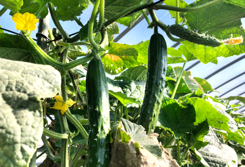 C-864 今が旬！新鮮野菜定期便(6回コース)【定期便 野菜 6回コース 詰め合わせ お楽しみ 定期 7品目～10品目 セット 旬 新鮮 冷蔵 食品 季節の野菜 おまかせ やさい】