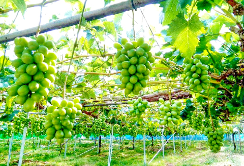 D-948 【先行予約】益田のおいしい果物 定期便(3回コース)【先行予約 シャインマスカット 2kg 赤梨 5kg アールスメロン 3～5玉 定期便 3回 お楽しみ マスカット 大粒 種なし 皮ごと梨 豊水梨 新興梨 新高梨 メロン 高級 高糖度 ギフト 贈答 贈り物 お歳暮 果物 くだもの フルーツ】