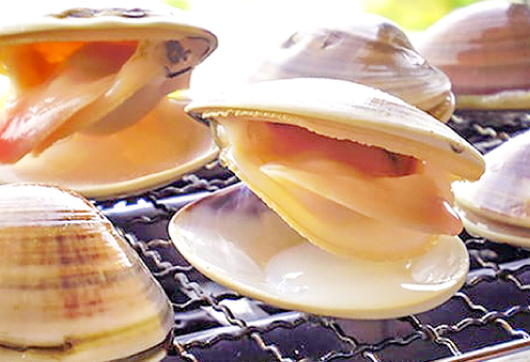 B-1046 びっくり大きい日本海の新鮮はまぐり (1kg)【先行予約 魚貝類 魚介類 日本海 ハマグリ 蛤 はまぐり 冷蔵 期間限定 季節限定 早期予約】