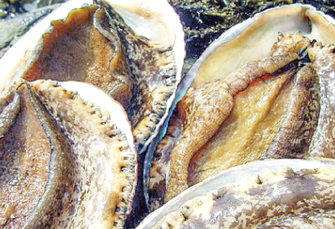 D-1047 日本海の新鮮あわび 800g