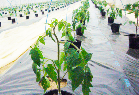 B-860 旬の野菜おまかせセット(引退競走馬の飼育寄付付き)【野菜 7品目～10品目 季節の野菜 旬 新鮮 取れたて おまかせ お楽しみ 飼育寄付 飼育費 野菜 規格外品 引退競走馬 セカンドキャリア ホースセラピー 常用馬 サラブレッド ディープインパクト産駒 マンハッタンカフェ産駒 ハービンジャー産駒 シビルウォー産駒 詰め合わせ セット 冷蔵】