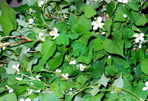 A-894 自然の恵み　美都60山里茶PETボトル　24本【山里茶 お茶 茶 ペットボトル 280ml 24本 10種類の原材料 ブレンド ギフト プレゼント 贈答 お歳暮 ボトル 飲料 飲み物】