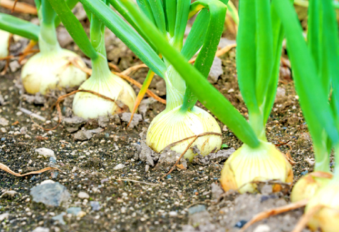 A-1066 益田産新玉葱 10kg