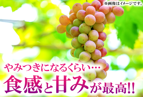 B-284 大きいデラウェア　キングデラ　2kg