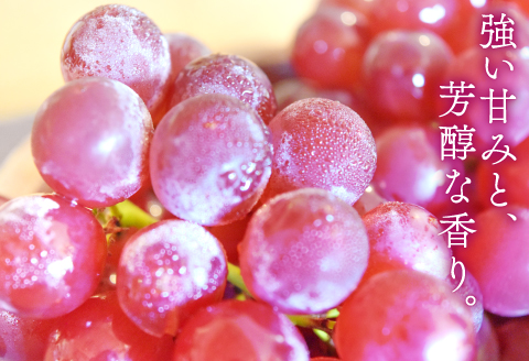 A-408 椋さんのこだわり デラウェア 1kg【デラウェア 先行予約 デラウエア 先行 果物 くだもの フルーツ ブドウ ぶどう 葡萄 期間限定 季節限定 早期予約 糖度18度以上 種なし】