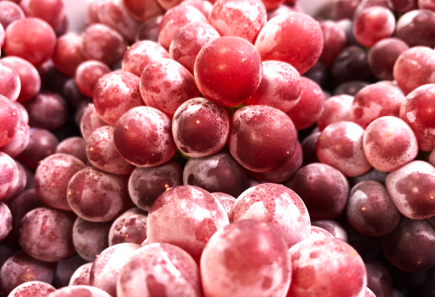 C-544 【先行予約】待ちきれないデラウエア 2kg【デラウェア 島根 先行予約 期間限定 季節限定 早期予約 果物 くだもの フルーツ 葡萄 ブドウ ぶどう】