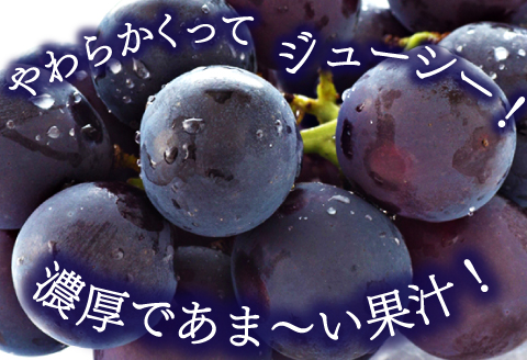 B-1001 【先行予約】朝採れ種なしぶどう 巨峰 2kg【巨峰 種なし ぶどう きょほう 先行予約 2キロ たねなし 朝採れ 冷蔵 期間限定 季節限定 8月発送】