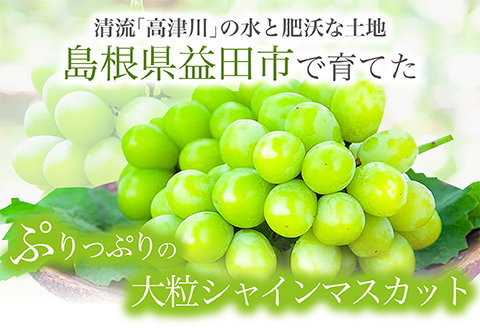 C-680 【先行予約】絶対鮮度！農家直送の シャインマスカット 3～4房（2kg以上）【先行予約 ぶどう シャインマスカット しゃいんますかっと マスカット 3～4房 2.0kg以上 2キロ以上 2kg以上 2kg 鮮度抜群 種なし たねなし 皮ごと 大粒 朝採れ こだわり 期間限定 季節限定 9月上旬～10月上旬発送】