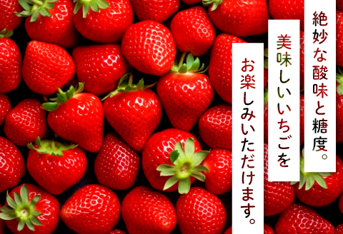A-536 美都いちご（350g×2パック）