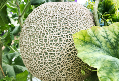 B-1153 【先行予約】夏と秋に食べたい益田のアールスメロン 2玉×2回コース（定期便）【メロン 先行予約 期間限定 季節限定 早期予約 果物 くだもの フルーツ アールスメロン 秋作 夏作 旬 定期】